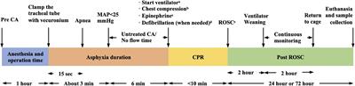 Rat model of asphyxia-induced cardiac arrest and resuscitation